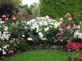 xiceberg-roses.jpg.pagespeed.ic.cTrpVj7dUb