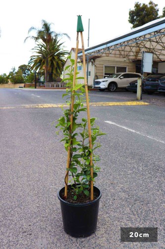 DN-Trachelospermum-Jasmioides-20cm-1296-x-1944px_2048x