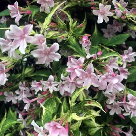 jasminum-x-stephanense-14759-p