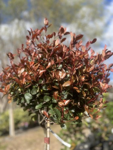 photinia200.2