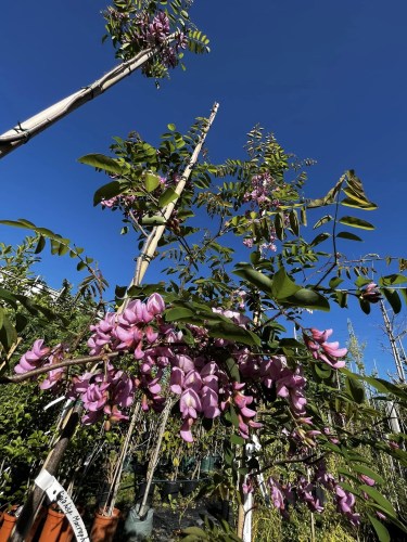 robinia100.jpg2
